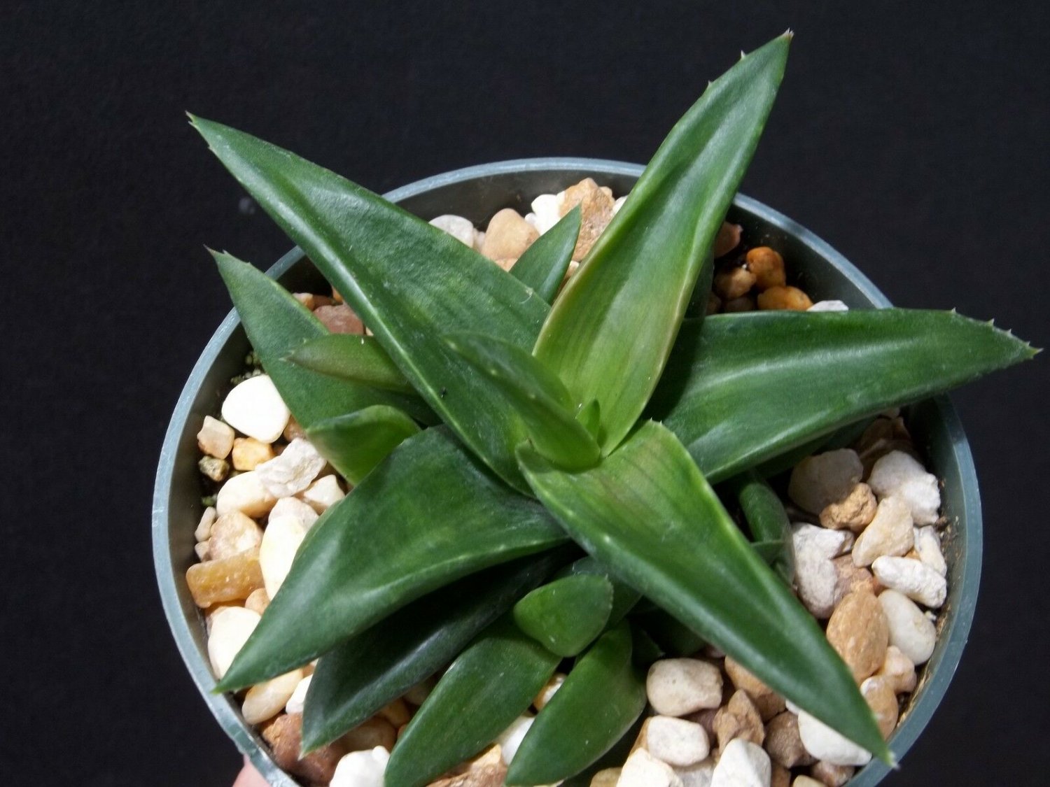 Aloe Wansley green 4 Pot