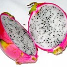 Dragon fruit pitaya white 500 SEEDS