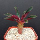 EUPHORBIA PACHYPODIOIDES 2 Pot