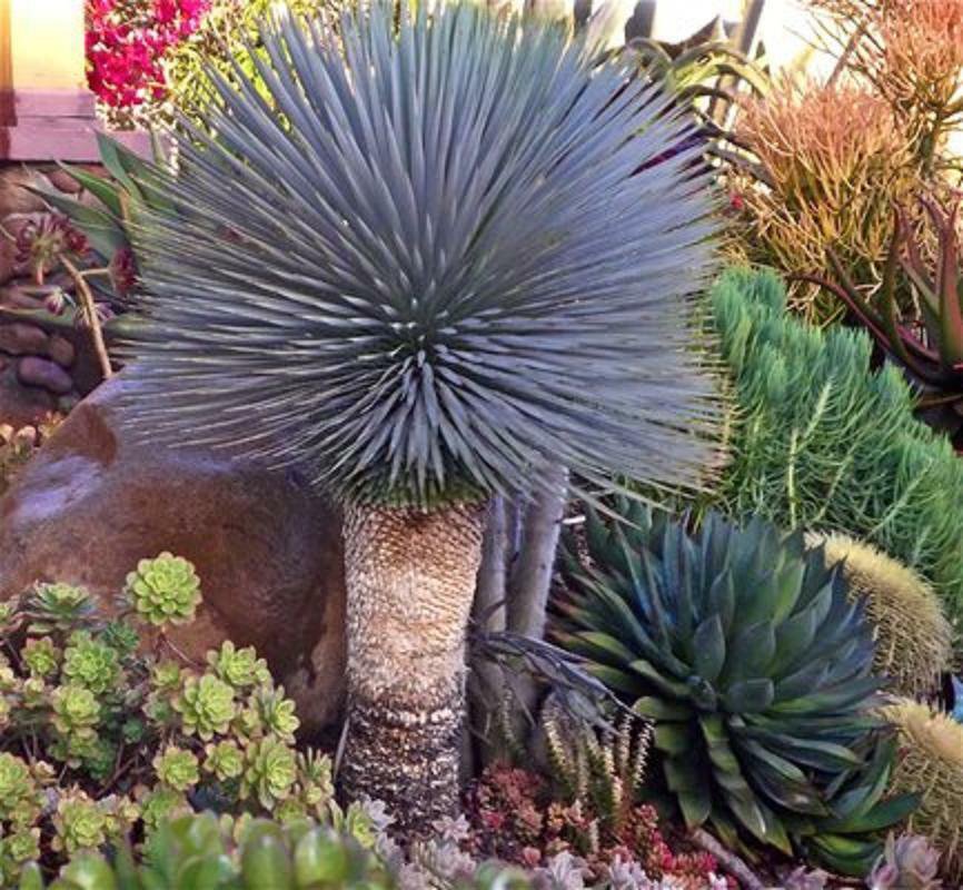YUCCA ROSTRATA 4 Pot