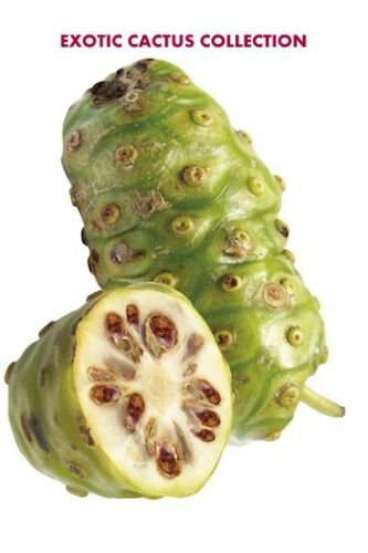 Morinda citrifolia 25 SEEDS