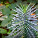 EUPHORBIA LATHYRIS 5 Seeds
