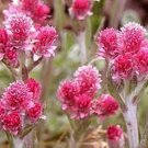 Pussytoes- Red-Antennaria Dioica- 50 Seeds