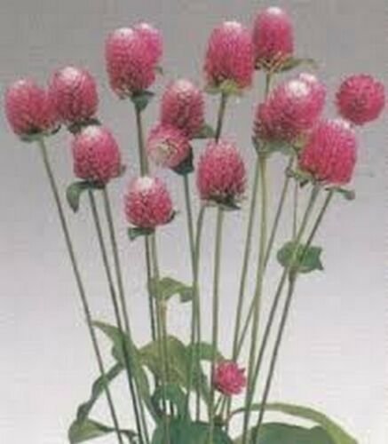 Gomphrena Globosa- Salmon- 50 Seeds