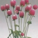 Gomphrena Globosa- Salmon- 50 Seeds