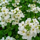 Rock Cress (Aubrieta)- Alpine White - 100 Seeds