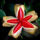 EXOTIC LIGNUM VITAE GUAIACUM 10 Seeds