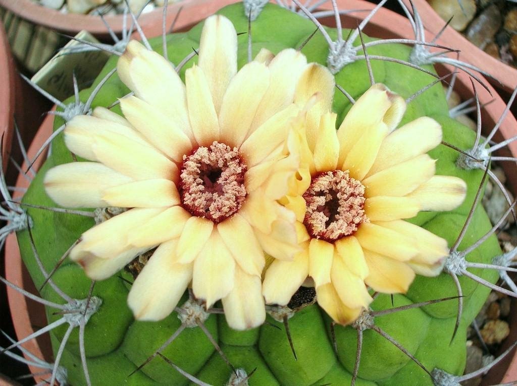 Gymnocalycium marquezii 15 Seeds