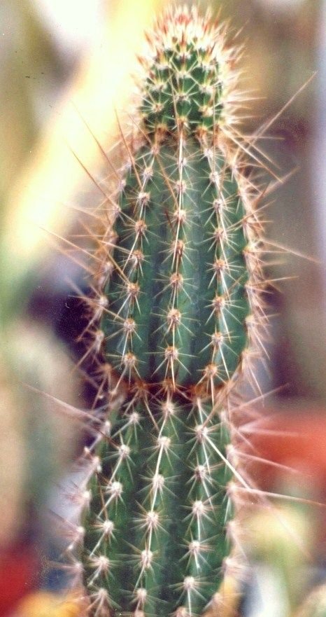 Armatocereus arboreus 15 Seeds