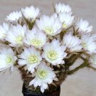 Echinopsis ancistrophora 15 Seeds