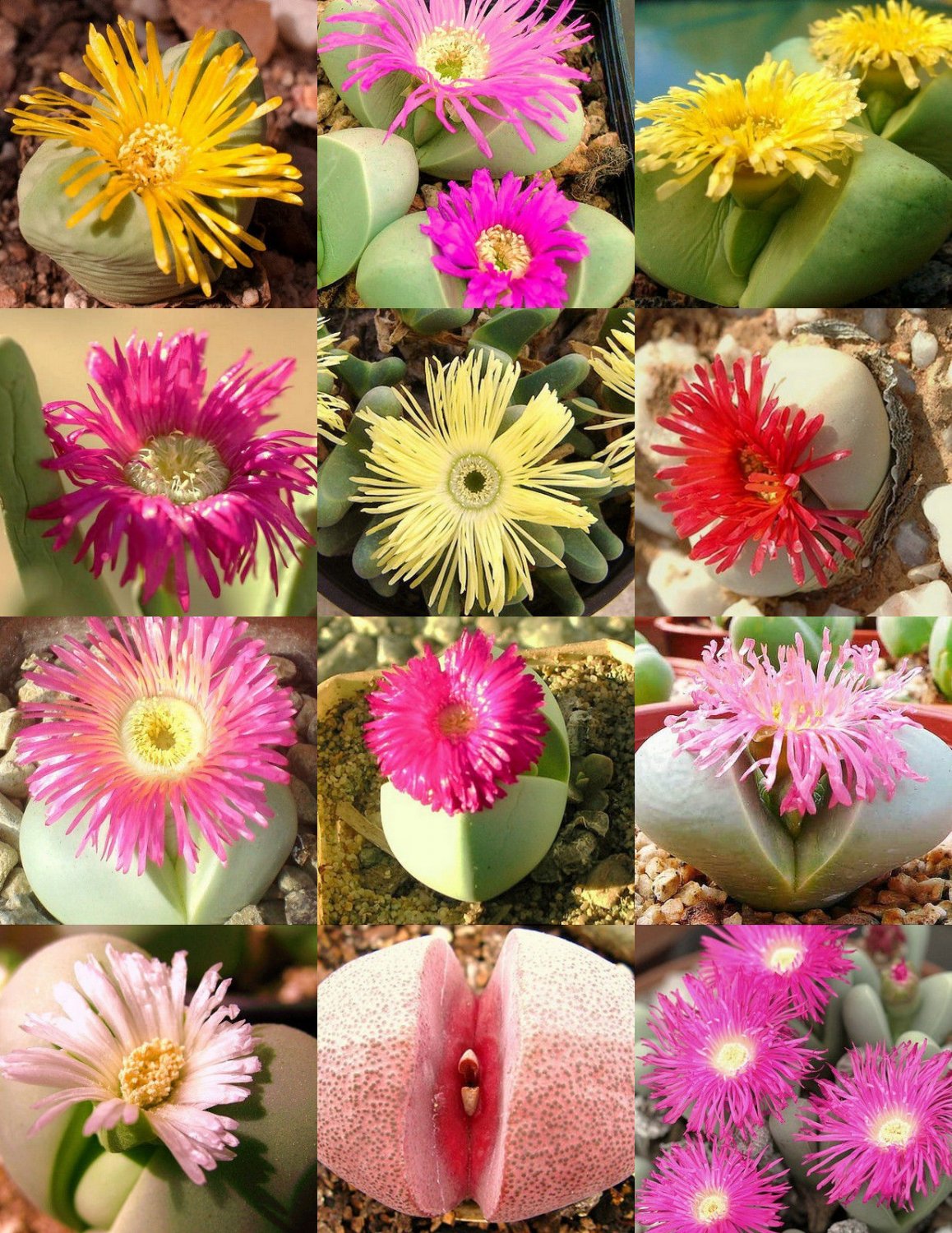 ARGYRODERMA MIX 20 SEEDS