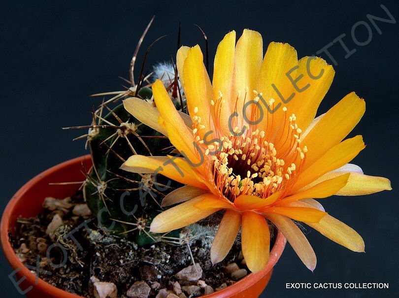 ECHINOPSIS PUGIONACANTHA 15 SEEDS
