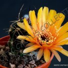 ECHINOPSIS PUGIONACANTHA 15 SEEDS