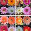 ECHINOPSIS variety mix 20 SEEDS