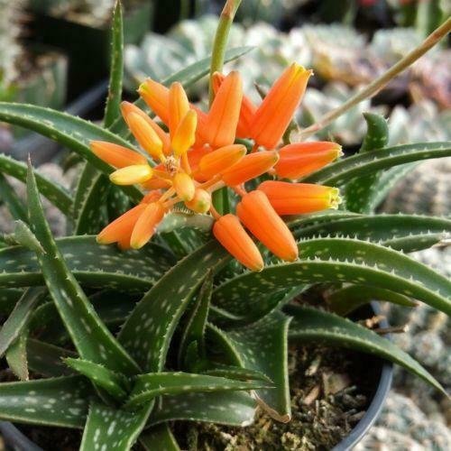 Aloe firebird hybrid Cactus 3.5 Pot