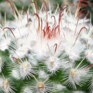 Mammillaria bombycina Cactus 3.5 Pot