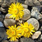 RARE LITHOPS HERMETICA 100 SEEDS