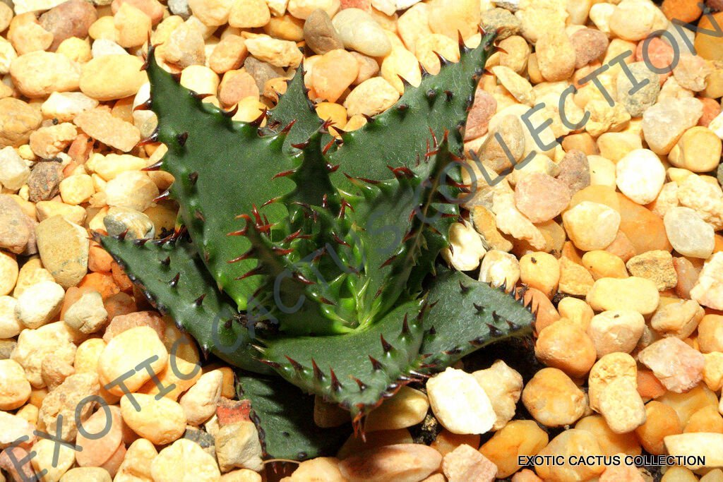 RARE ALOE BROOMII 100 SEEDS