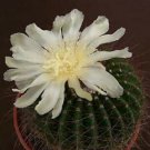 Parodia Shumanniana 300 SEEDS