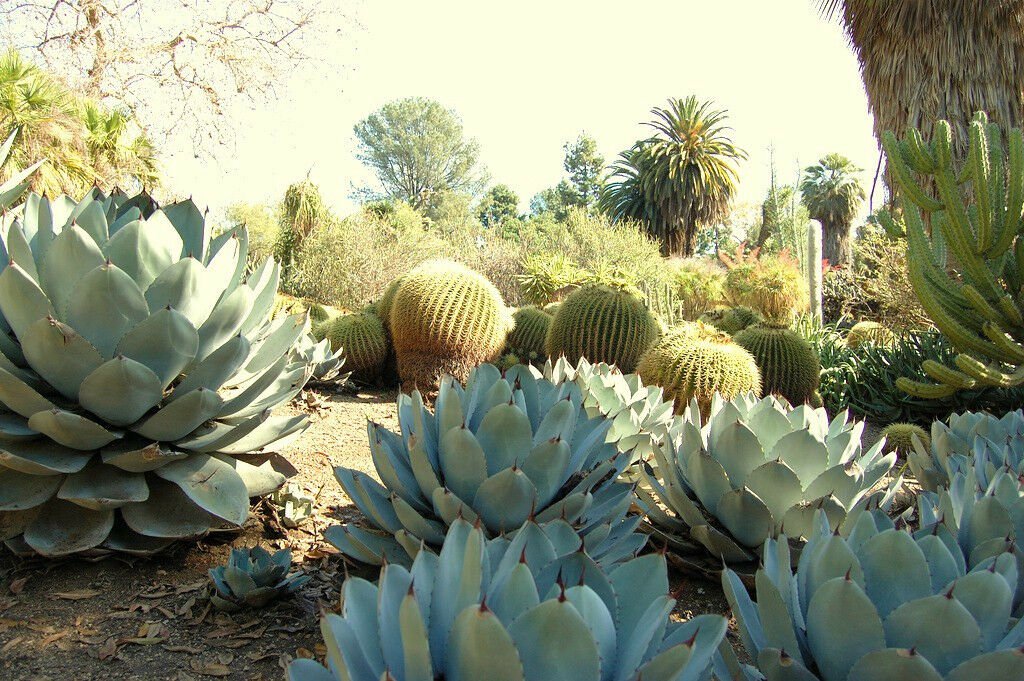 AGAVE PARRYI TRUNCATA 100 SEEDS