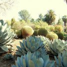 AGAVE PARRYI TRUNCATA 100 SEEDS