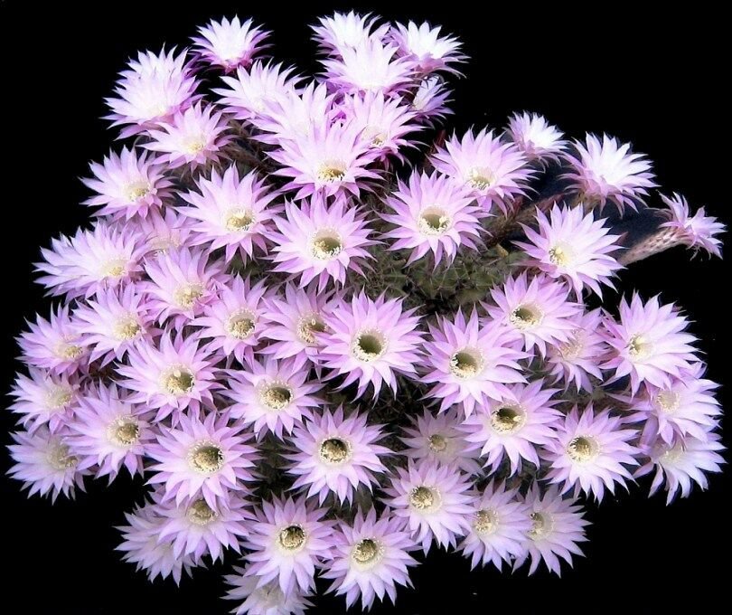 Echinopsis Multiplex 20 SEEDS