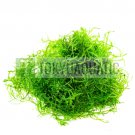 6x Java Moss Cup Freshwater Live Aquarium Plants Vesicularia Dubyana Fern Shrimp