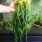 x3 Jungle Vallisneria Spiralis Potted Freshwater Live Aquarium Plants Decoration