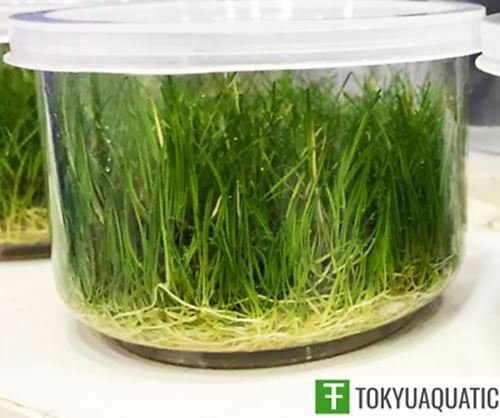 Dwarf Hairgrass Mini Eleocharis Parvula Vitro Cup Live Aquarium Plant Decoration