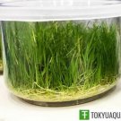 Dwarf Hairgrass Mini Eleocharis Parvula Vitro Cup Live Aquarium Plant Decoration