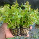 Bacopa Amplexicaulis Pot Water Hyssop Lemon Bacopa Live Aquarium Plant Carolina