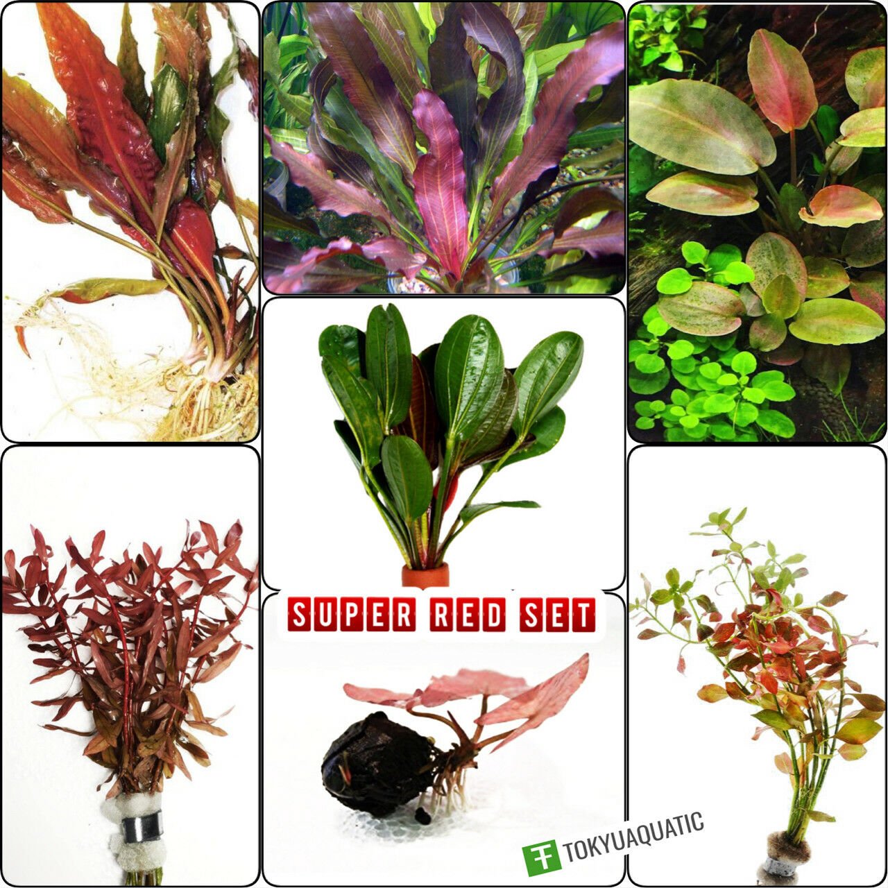 Live Aquarium Plant Super Red Set Package Freshwater Decorations Fish Tank Bunch