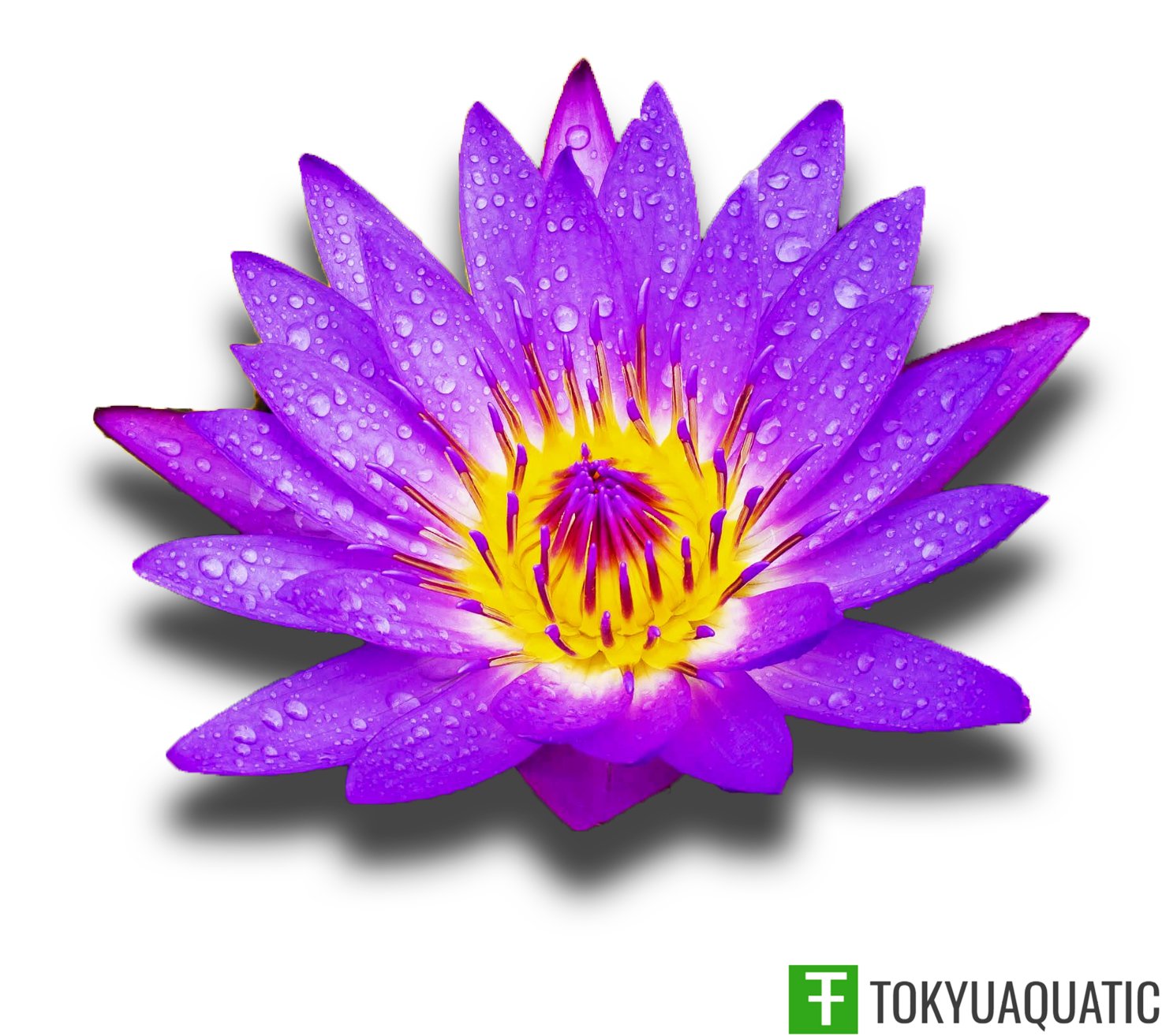 Nymphaea Alin Purple Blue Tropical Water Lily Tuber Live Aquatic Pond Plant Bulb