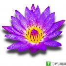 Nymphaea Alin Purple Blue Tropical Water Lily Tuber Live Aquatic Pond Plant Bulb