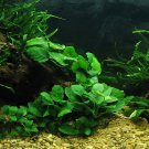 3 Anubias Package Barteri Nana| Anubias nana|Broad Leaf Live Aquarium Plant Easy