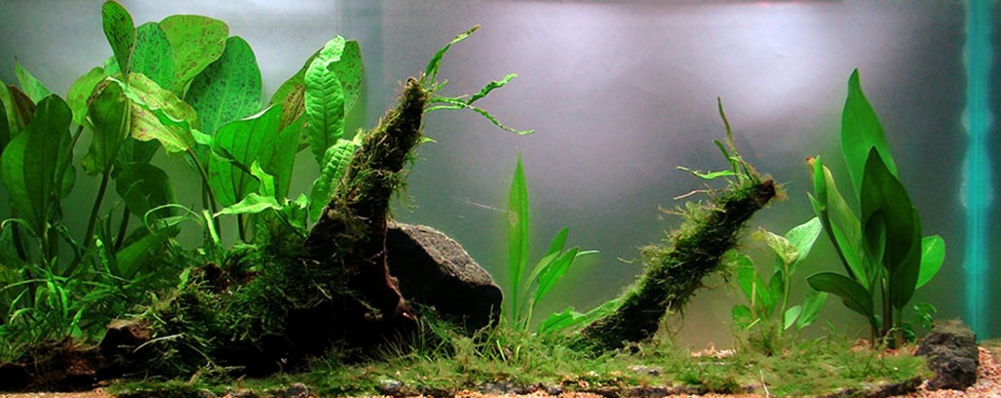 Anubias Easy Package Barteri Striped Minima Short Sharp Leaf Live Aquarium Plant