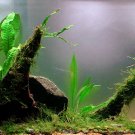 Anubias Easy Package Barteri Striped Minima Short Sharp Leaf Live Aquarium Plant