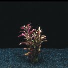 Alternanthera Bettzickiana Red Pot Freshwater Live Aquarium Plant Decorations