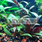 Alternanthera Reineckii Mini Tissue Culture Freshwater Live Aquarium Plants Red