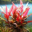 Alternanthera Reineckii Rosaefolia Bunch Freshwater Live Aquarium Plant Pink Ada