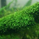 Java Moss on Driftwood Freshwater Live Aquarium Plants Decorations Aquatic Tank