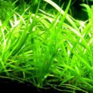 10+ Dwarf Sagittaria Subulata Pusillus Carpet Live Plant Aquarium Decorations