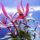 Alternanthera Reineckii Rosaefolia Potted Freshwater Red Live Aquarium Plants