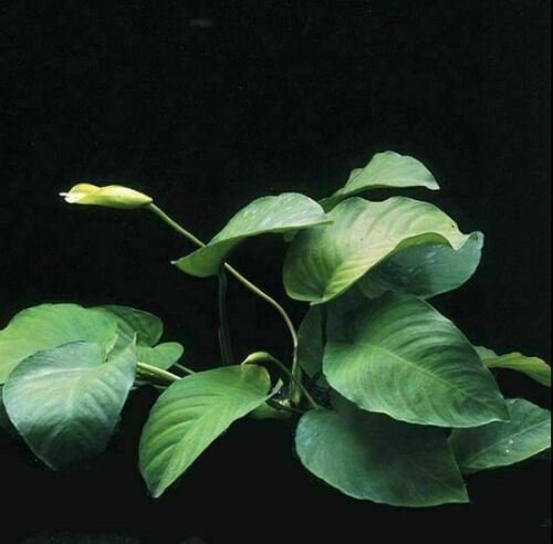 Anubias Barteri Loose Broad Leaf Freshwater Live Aquarium Plants Decorations