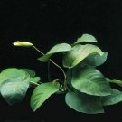Anubias Barteri Loose Broad Leaf Freshwater Live Aquarium Plants Decorations