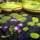 Nymphaea King of Siam Blue Purple Tropical Water Lily Tuber Live Pond Plant Bulb