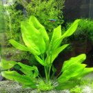 Echinodorus Martii Major Pot Ruffled Amazon Sword Freshwater Live Aquarium Plant