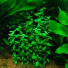 Bacopa Madagascariensis Potted Live Aquarium Plant Decorations Natural Aquascape