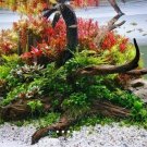 Alternanthera Reineckii Red Broad Potted Freshwater Live Aquarium Plant Beginner