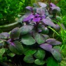 Lobelia Cardinalis x3 Bundles Easy Freshwater Purple Live Aquarium Plant Dwarf